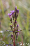 Slanke gentiaan (Gentianella amarella) 