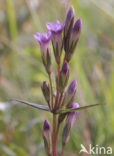 Slanke gentiaan (Gentianella amarella) 