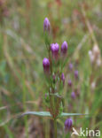 Slanke gentiaan (Gentianella amarella) 