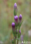 Slanke gentiaan (Gentianella amarella) 