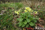 Slanke sleutelbloem (Primula elatior)