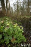 Slanke sleutelbloem (Primula elatior)