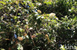 Sneeuwbal (Viburnum tinus)