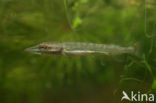 Snoek (Esox lucius)