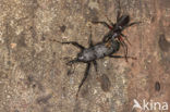 Weevils (Curculionidae)