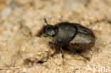 Scarab Beetle (Onthophagus similis)