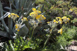 Sonchus radicatus