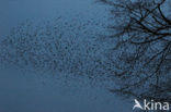 European Starling (Sturnus vulgaris)