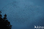 European Starling (Sturnus vulgaris)