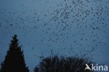 European Starling (Sturnus vulgaris)