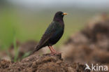 European Starling (Sturnus vulgaris)