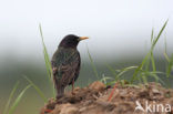 European Starling (Sturnus vulgaris)