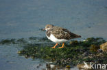 Ruddy Turnstone (Arenaria interpres)