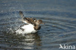 Ruddy Turnstone (Arenaria interpres)