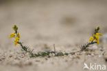 Stekelbrem (Genista anglica) 