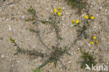 Stekelbrem (Genista anglica) 