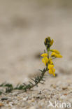 Stekelbrem (Genista anglica) 