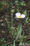 Lesser Waterplantain (Echinodorus ranunculoides)