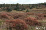 Heather