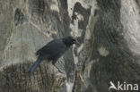 Scrub Blackbird (Dives warszewiczi)