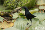 Scrub Blackbird (Dives warszewiczi)