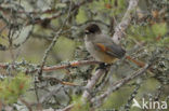 Siberian Jay (Perisoreus infaustus)