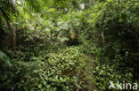 Tamshiyacu Tahuayo Reserve