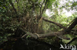 Tamshiyacu Tahuayo Reserve