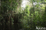 Tamshiyacu Tahuayo Reserve