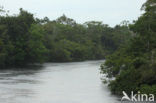 Tamshiyacu Tahuayo Reserve