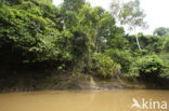 Tamshiyacu Tahuayo Reserve