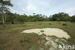 Tamshiyacu Tahuayo Reserve