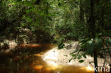 Tamshiyacu Tahuayo Reserve