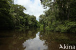 Tamshiyacu Tahuayo Reserve