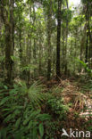 Tamshiyacu Tahuayo Reserve