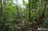 Tamshiyacu Tahuayo Reserve