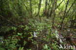 Tamshiyacu Tahuayo Reserve