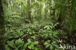 Tamshiyacu Tahuayo Reserve