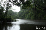 Tamshiyacu Tahuayo Reserve