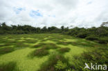 Tamshiyacu Tahuayo Reserve