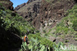 Teno Mountains