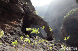 Teno Mountains