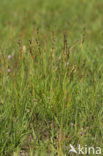 Trekrus (Juncus squarrosus)