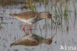 Common Redshank (Tringa totanus)