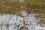 Common Redshank (Tringa totanus)