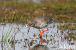 Tureluur (Tringa totanus) 