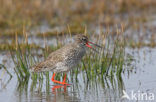 Tureluur (Tringa totanus) 