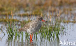 Common Redshank (Tringa totanus)