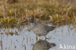 Common Redshank (Tringa totanus)