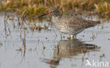 Common Redshank (Tringa totanus)